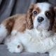 Max Blenheim Cavalier King Charles Spaniel