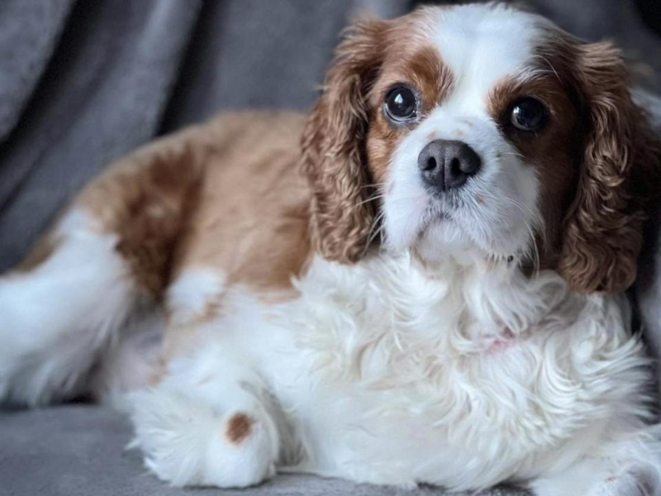 Max Blenheim Cavalier King Charles Spaniel