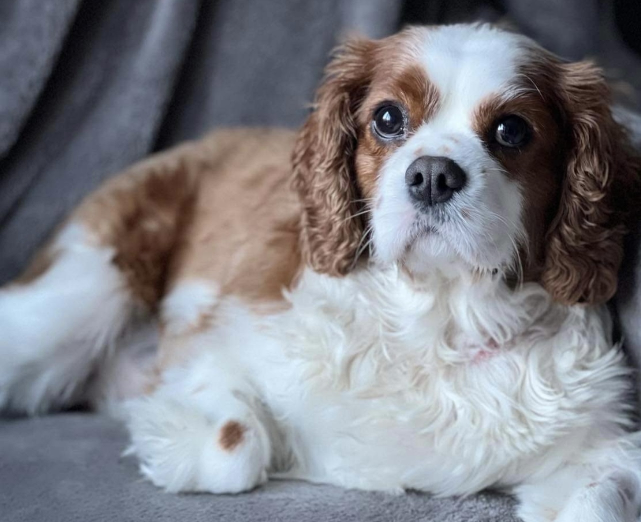 Max Blenheim Cavalier King Charles Spaniel