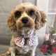 Annie Cavapoo age 2