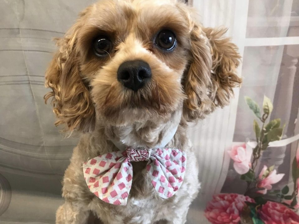 Annie Cavapoo age 2