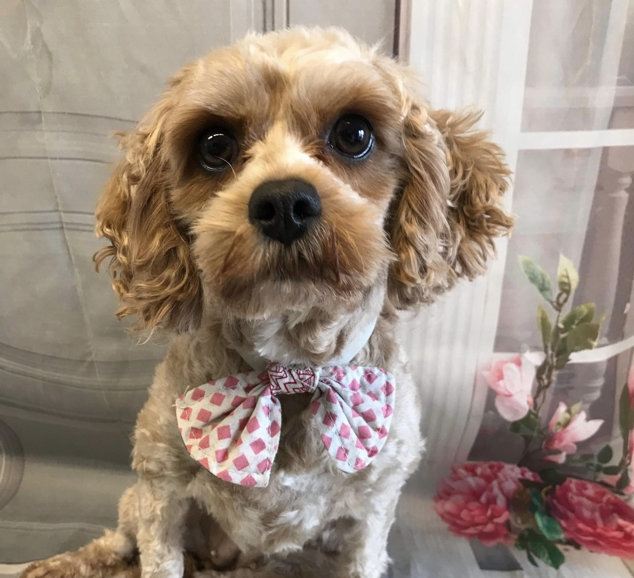 Annie Cavapoo age 2