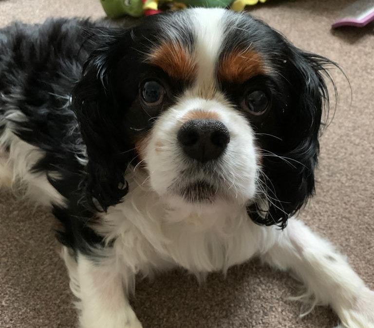 CJ Tricolour Cavalier King Charles Spaniel