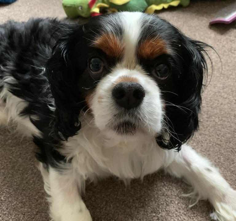 CJ Tricolour Cavalier King Charles Spaniel