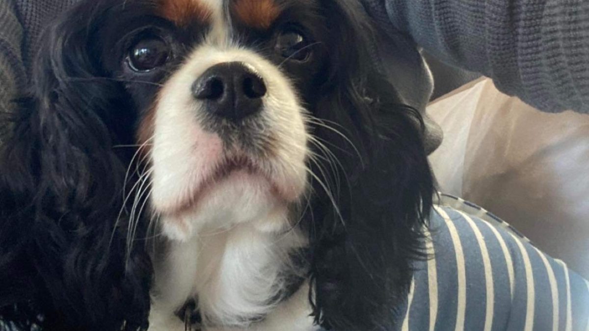 Betty Tricolour Cavalier King Charles Spaniel