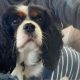 Betty Tricolour Cavalier King Charles Spaniel