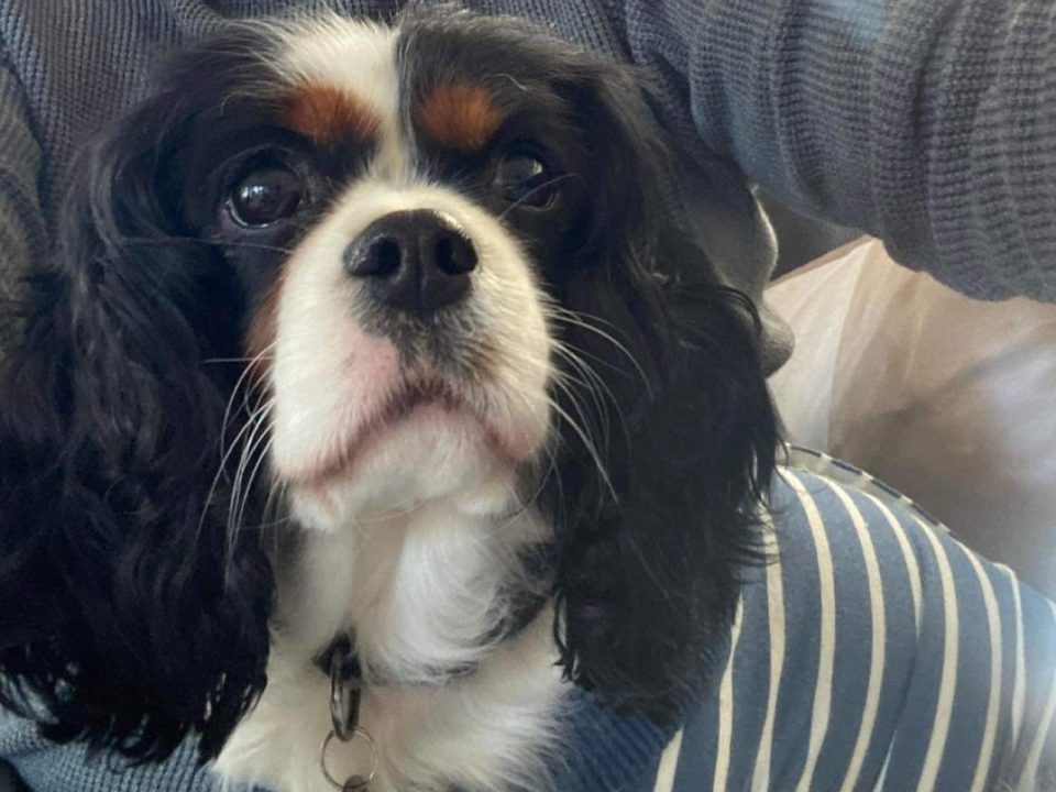 Betty Tricolour Cavalier King Charles Spaniel