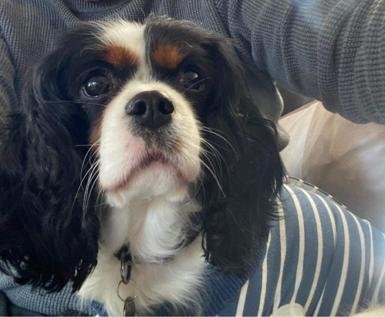 Betty Tricolour Cavalier King Charles Spaniel