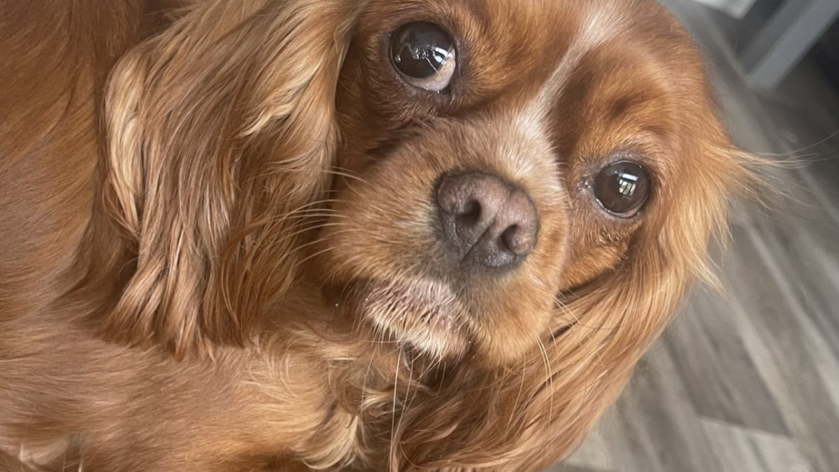 Margot ruby Cavalier King Charles Spaniel