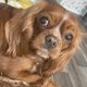 Margot ruby Cavalier King Charles Spaniel