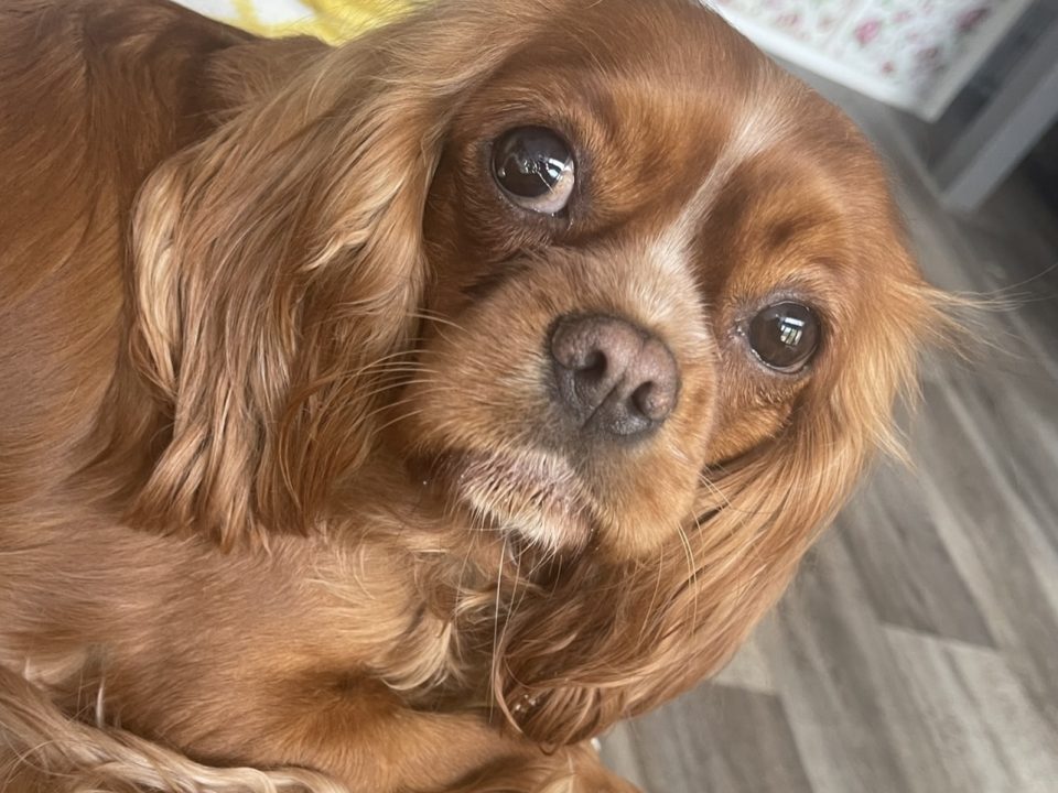 Margot ruby Cavalier King Charles Spaniel