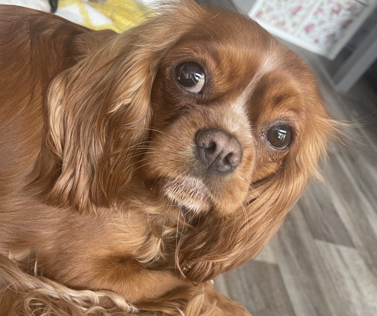 Margot ruby Cavalier King Charles Spaniel