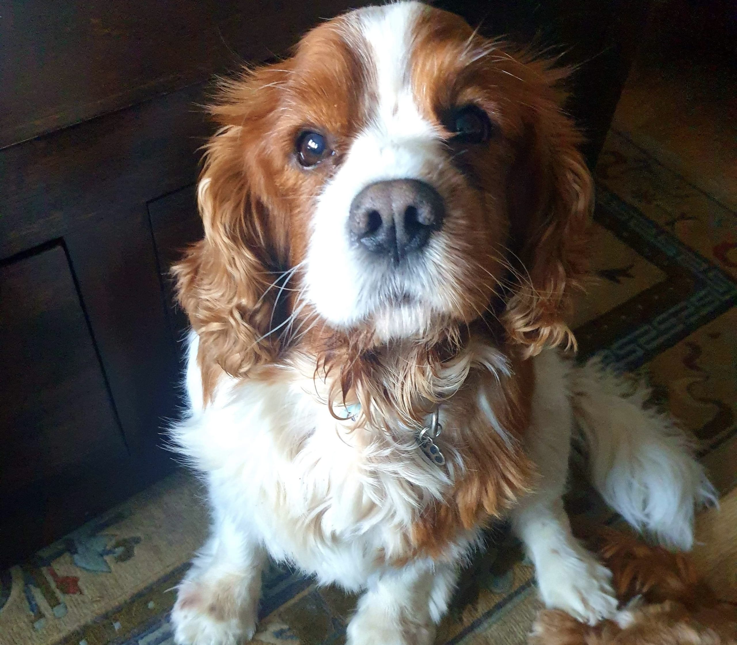 Bailey Blenheim Cavalier King Charles Spaniel