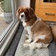 Chester 3 year old Cavalier King Charles Spaniel
