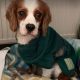 Lottie 5 year old Cavalier King Charles Spaniel