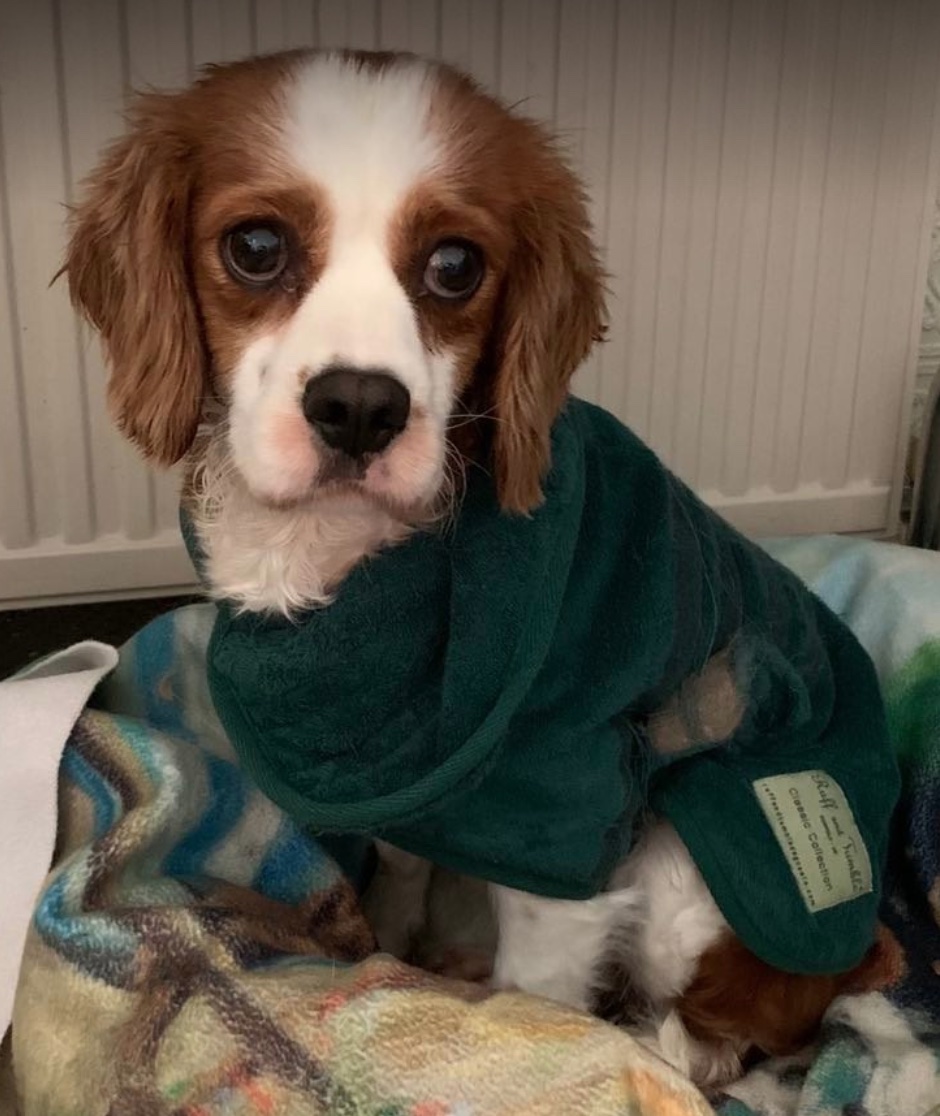 Lottie 5 year old Cavalier King Charles Spaniel