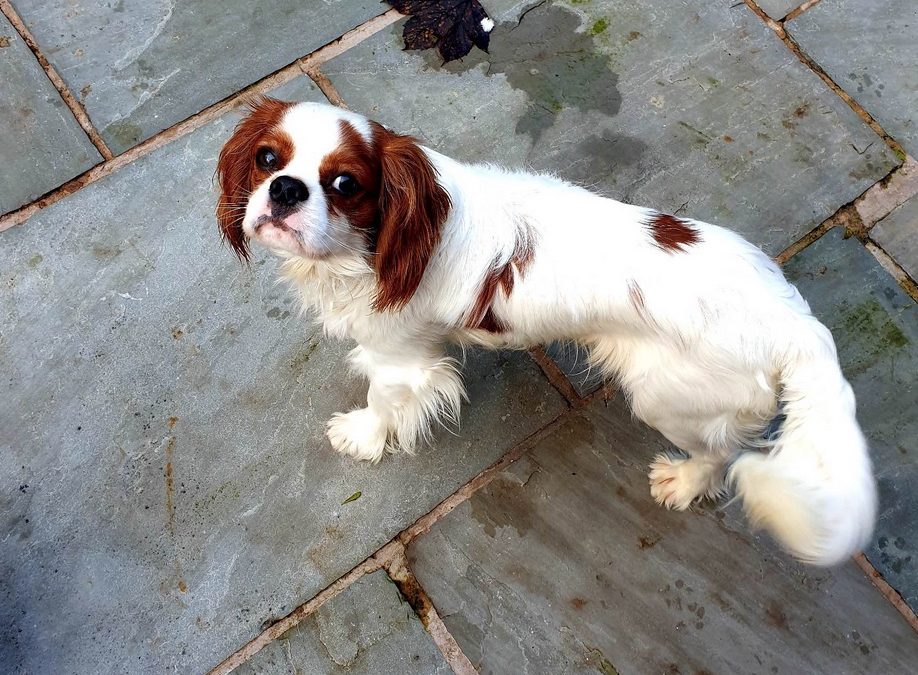 Aster 1 year old Blenheim Cavalier King Charles Spaniel