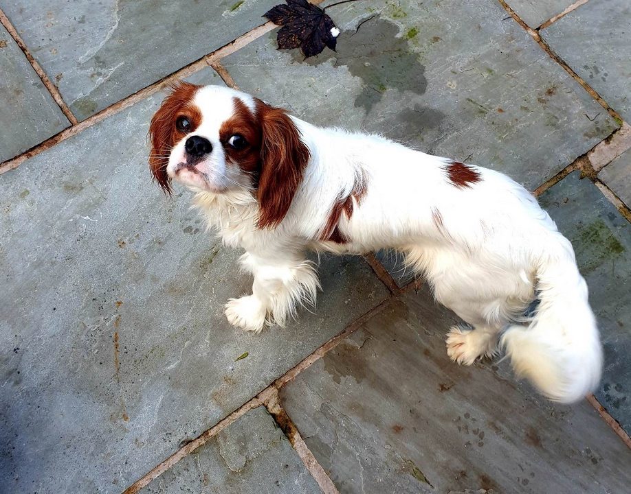 Aster 1 year old Blenheim Cavalier King Charles Spaniel