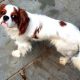 Aster 1 year old Blenheim Cavalier King Charles Spaniel