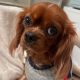 Rupert ruby Cavalier King Charles Spaniel