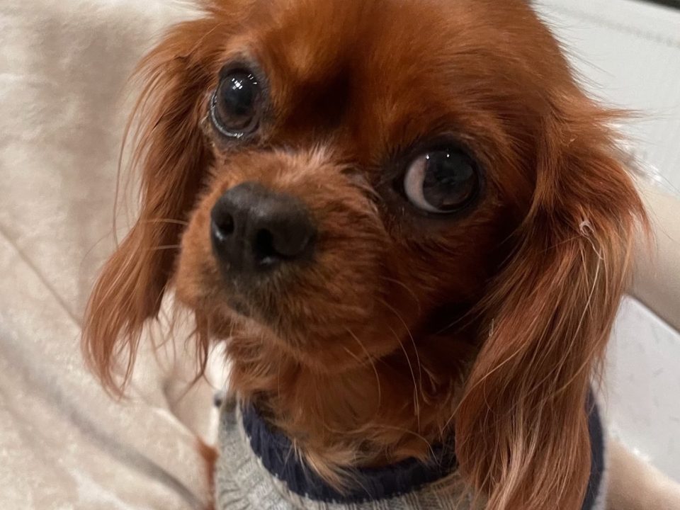 Rupert ruby Cavalier King Charles Spaniel