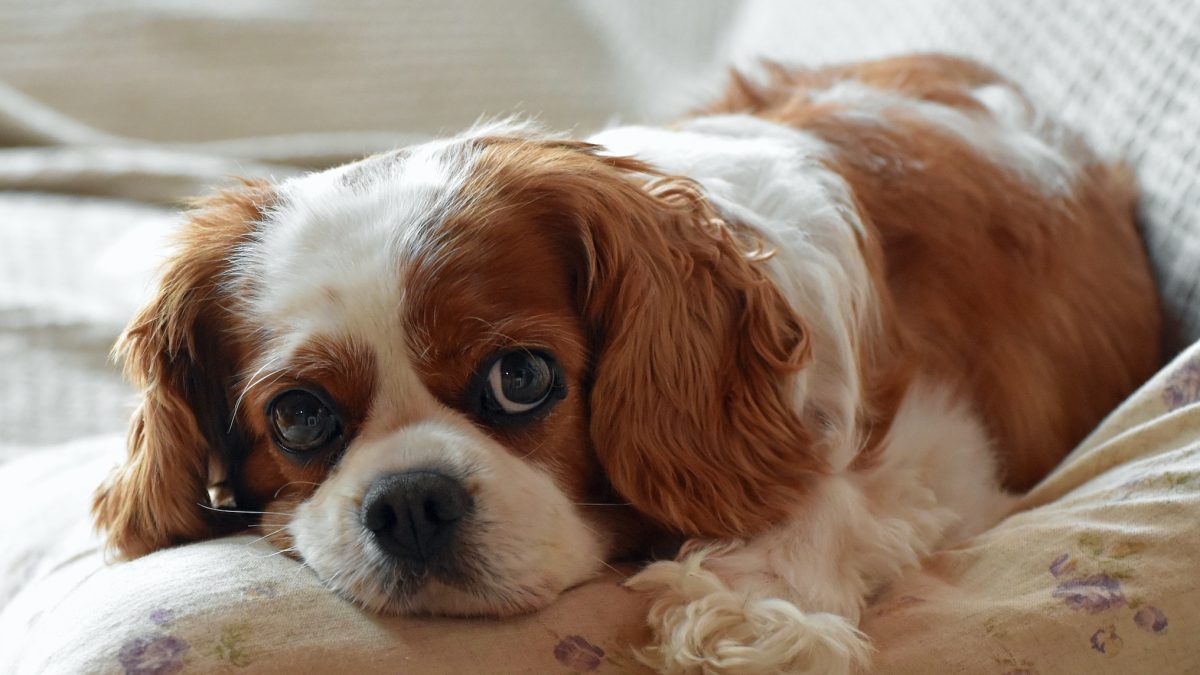 Blenheim Cavalier King Charles Spaniel laying on a bed