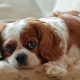 Blenheim Cavalier King Charles Spaniel laying on a bed