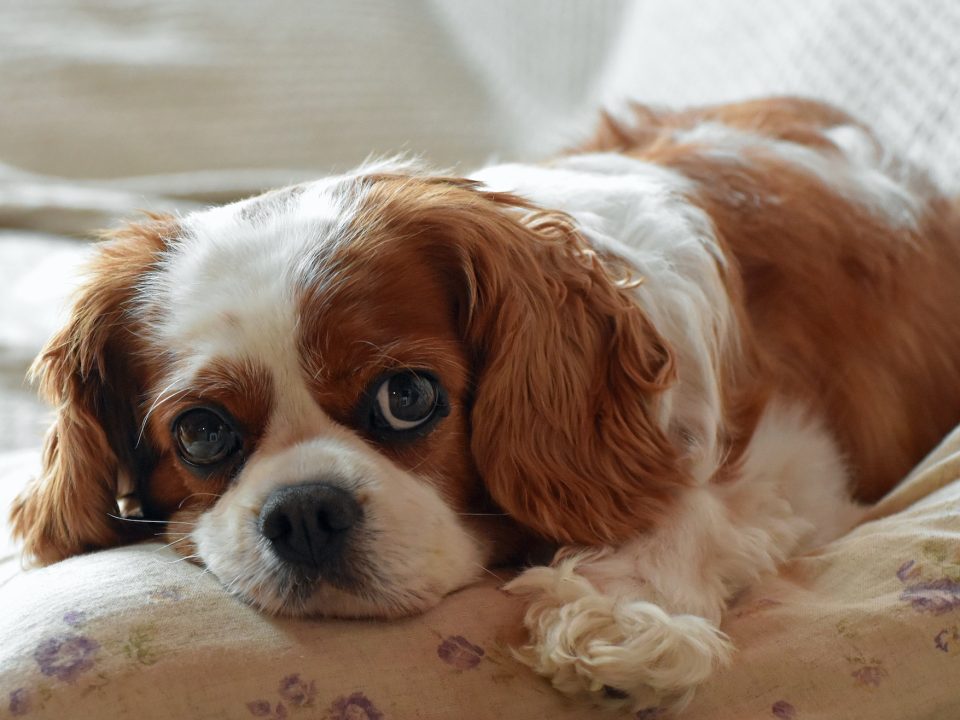 Blenheim Cavalier King Charles Spaniel laying on a bed