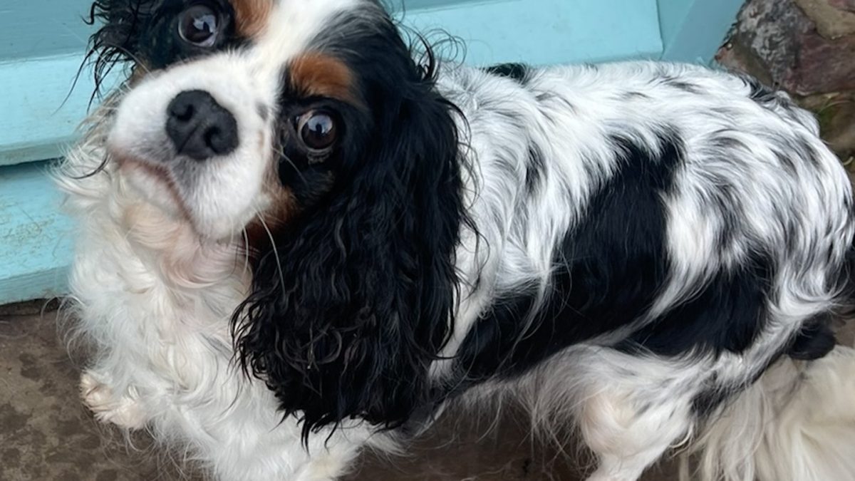 Ffion Tricolour Cavalier King Charles Spaniel