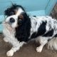 Ffion Tricolour Cavalier King Charles Spaniel