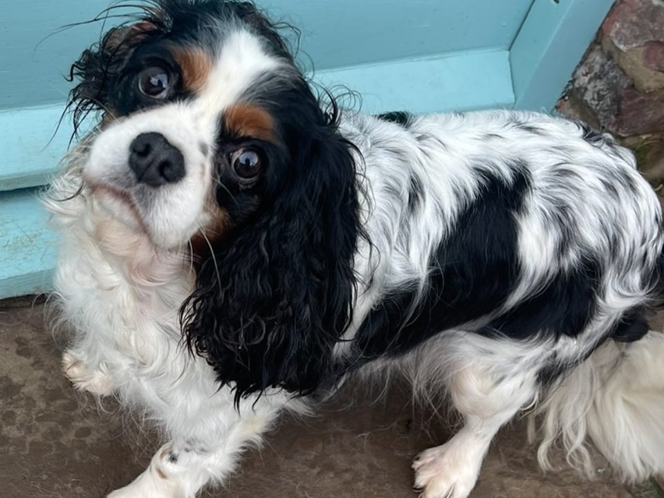 Ffion Tricolour Cavalier King Charles Spaniel