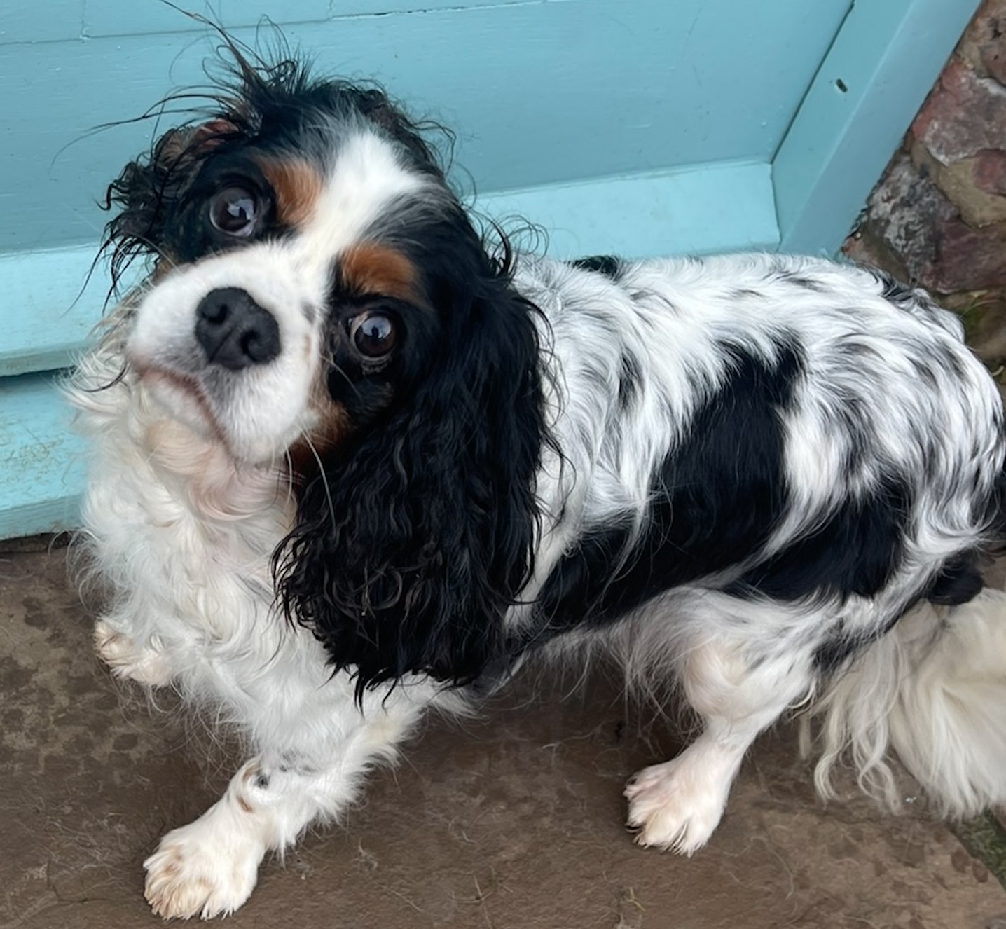 Ffion Tricolour Cavalier King Charles Spaniel