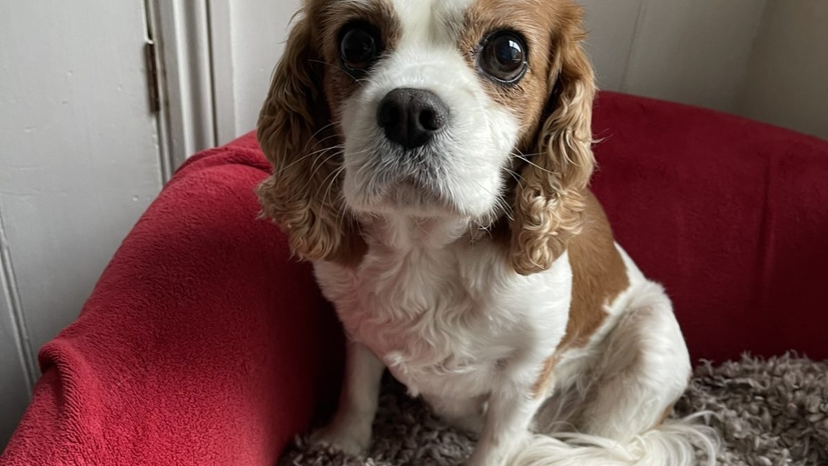 Ruben Blenheim Cavalier King Charles Spaniel