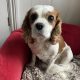 Ruben Blenheim Cavalier King Charles Spaniel