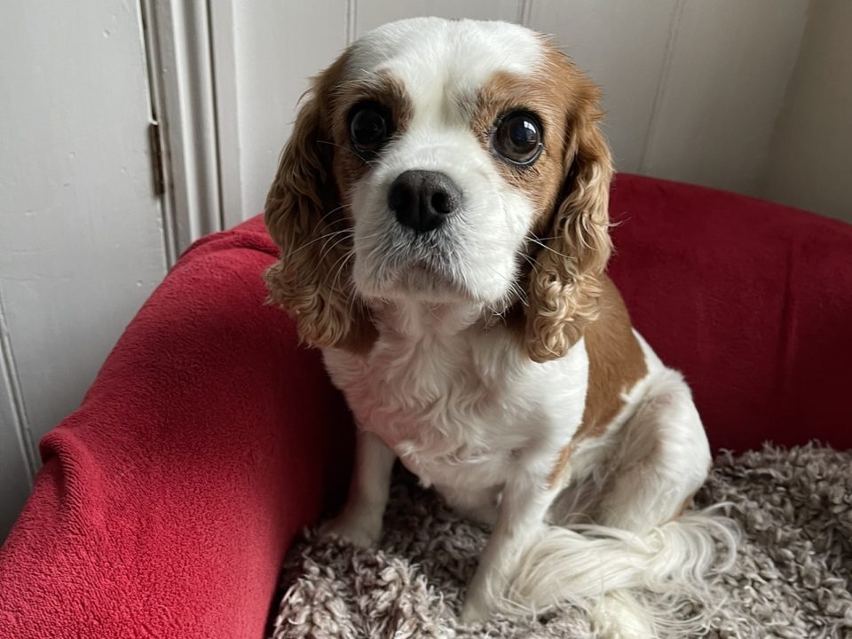 Ruben Blenheim Cavalier King Charles Spaniel