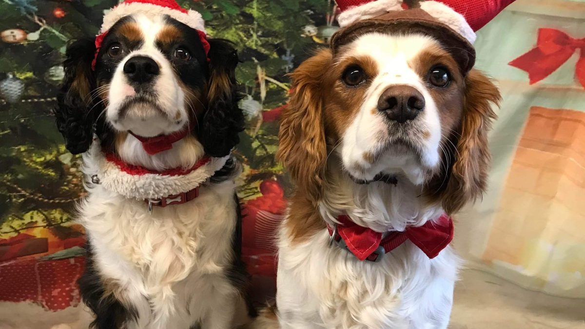 Max and Paddy Cavalier King Charles Spaniels