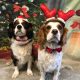 Max and Paddy Cavalier King Charles Spaniels