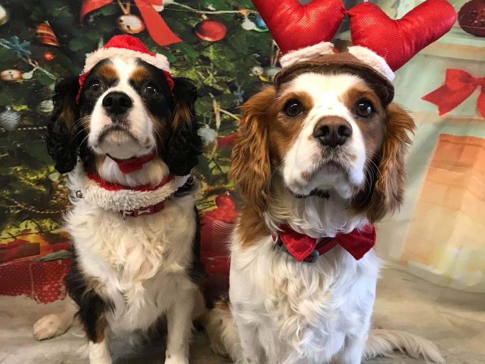 Max and Paddy Cavalier King Charles Spaniels