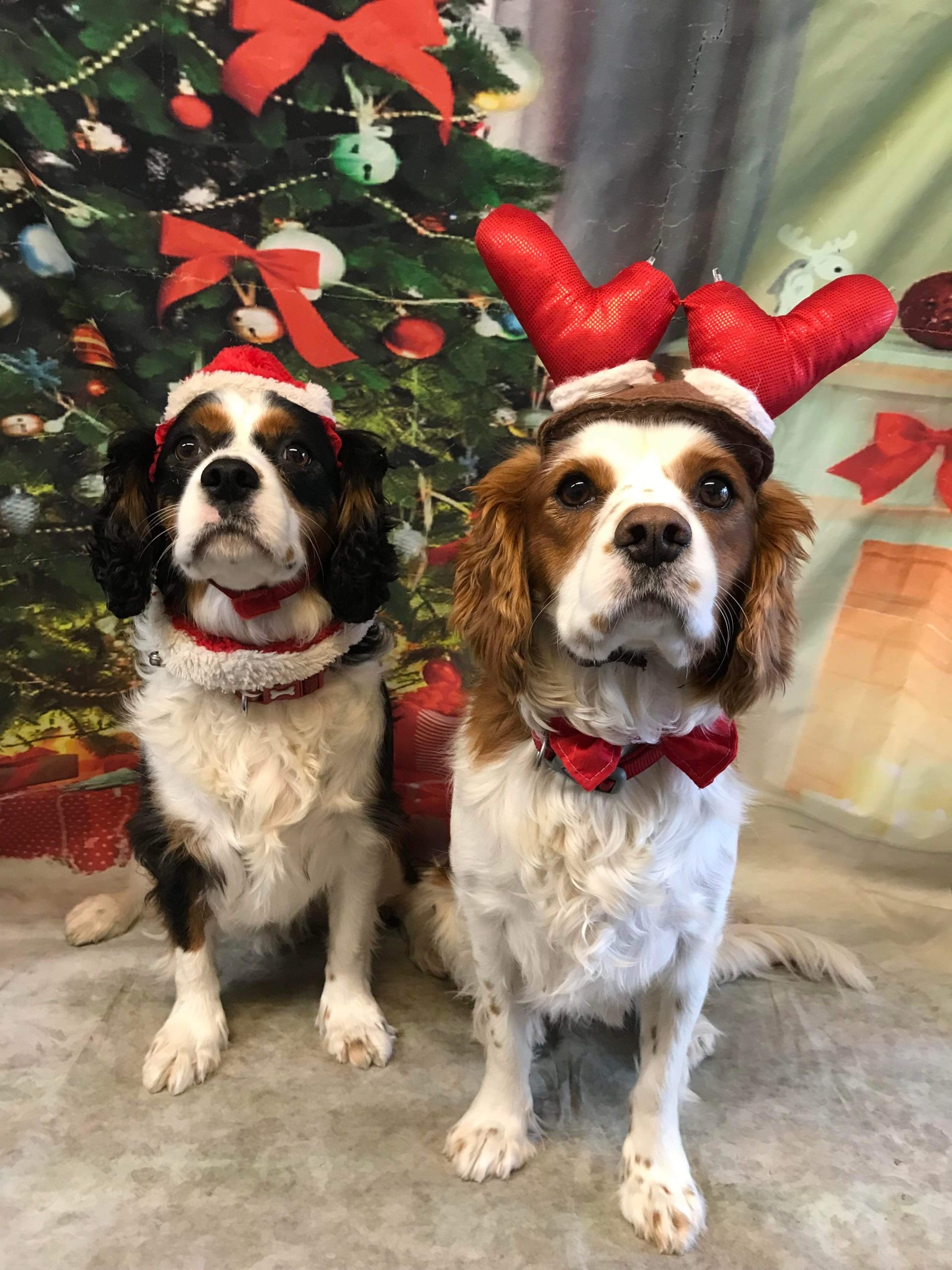Max and Paddy Cavalier King Charles Spaniels