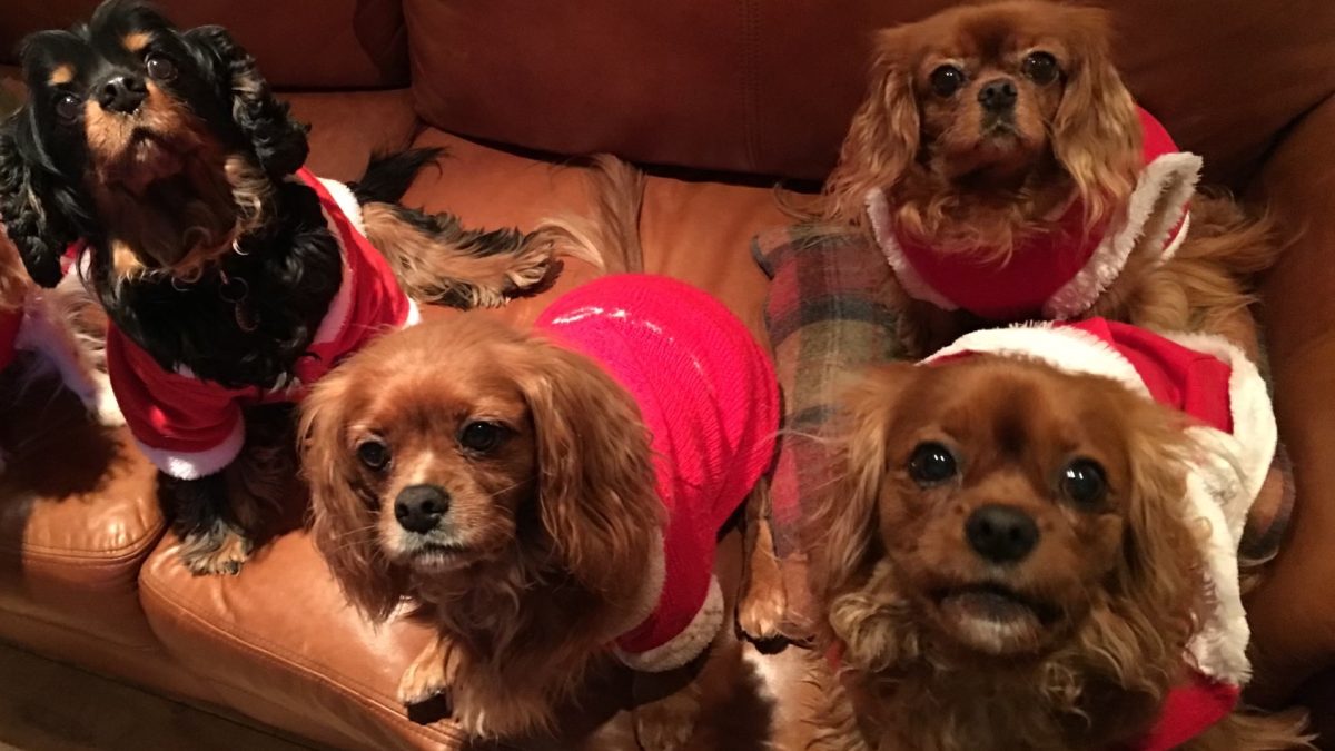 Cavaliers at Christmas