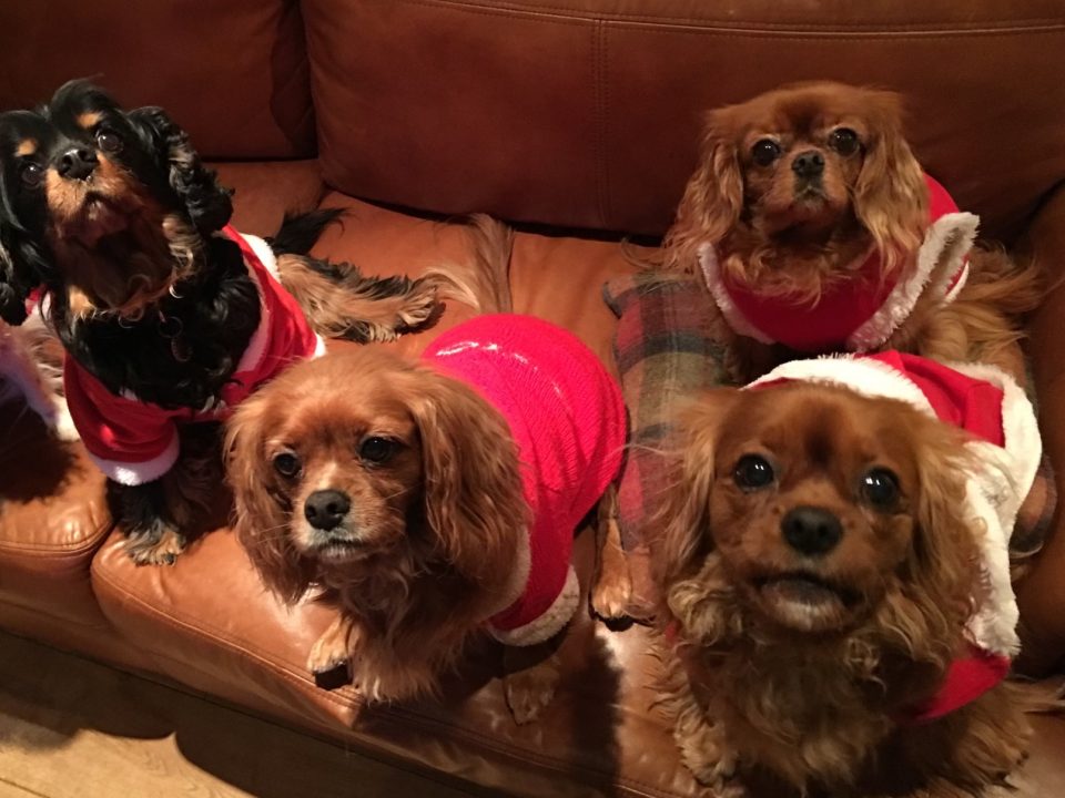 Cavaliers at Christmas