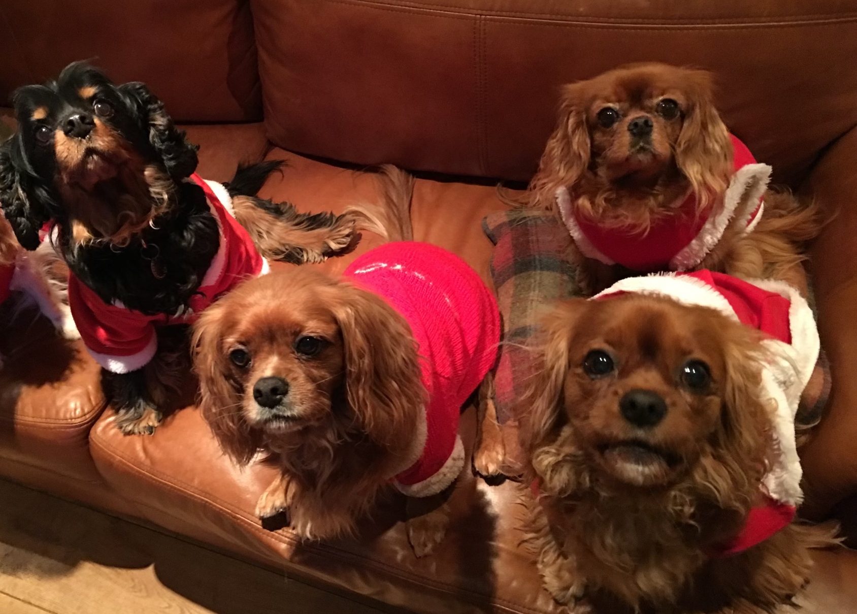 Cavaliers at Christmas