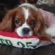 Lyra Blenheim Cavalier King Charles laying on a cushion