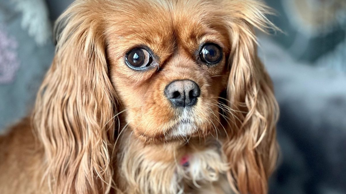 Jessie ruby Cavalier King Charles Spaniel