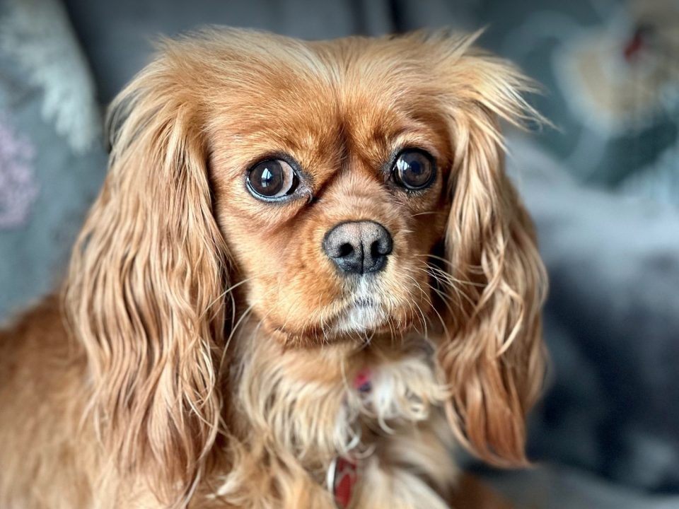 Jessie ruby Cavalier King Charles Spaniel