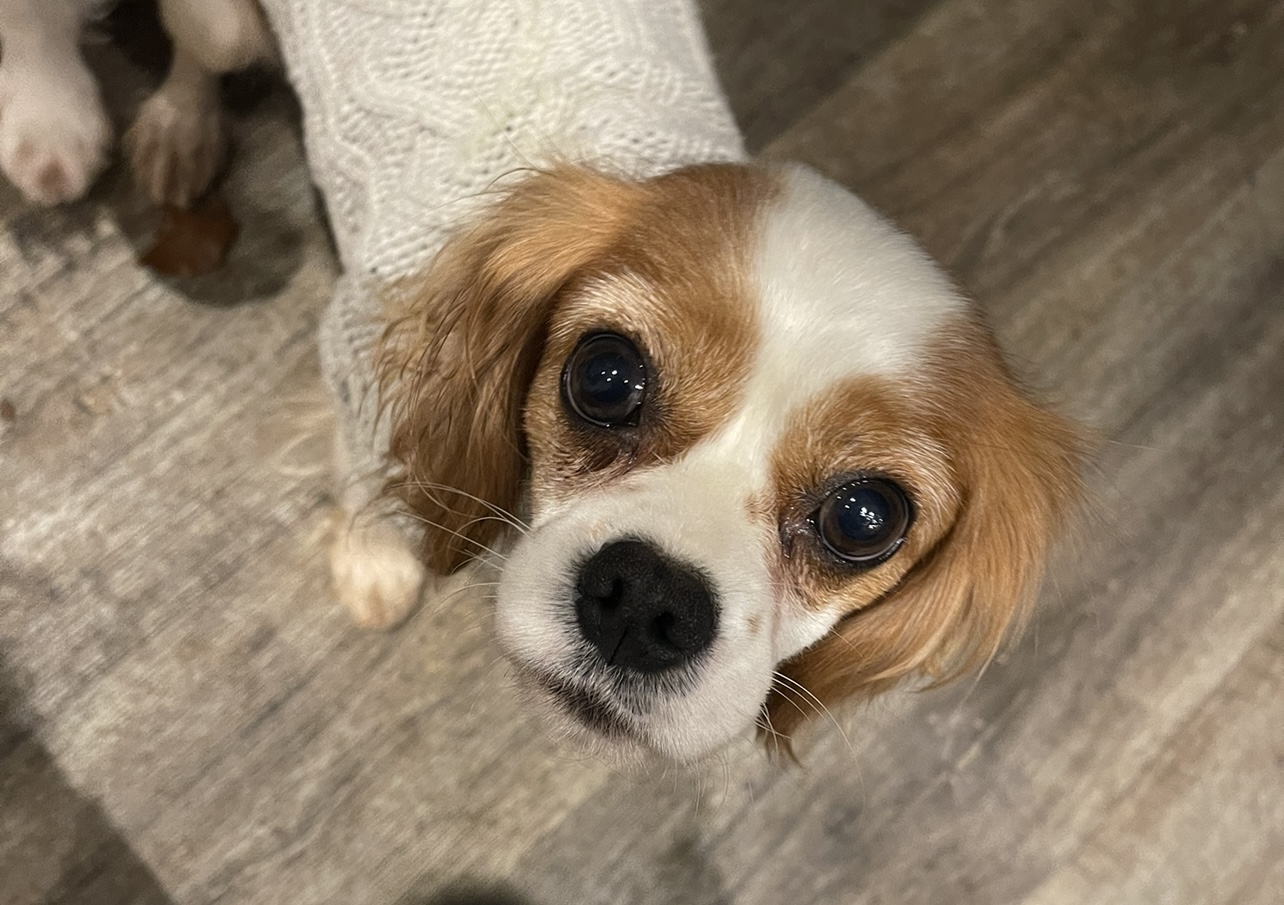 Mimi Blenheim Cavalier King Charles Spaniel