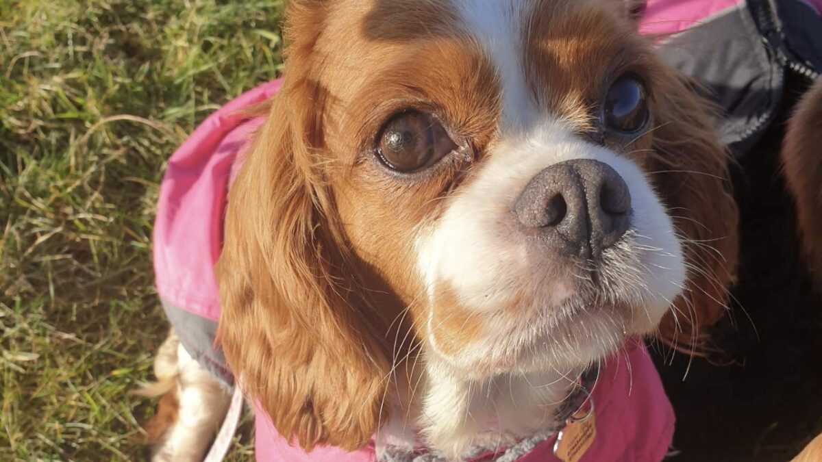 Molly Blenheim Cavalier King Charles Spaniel