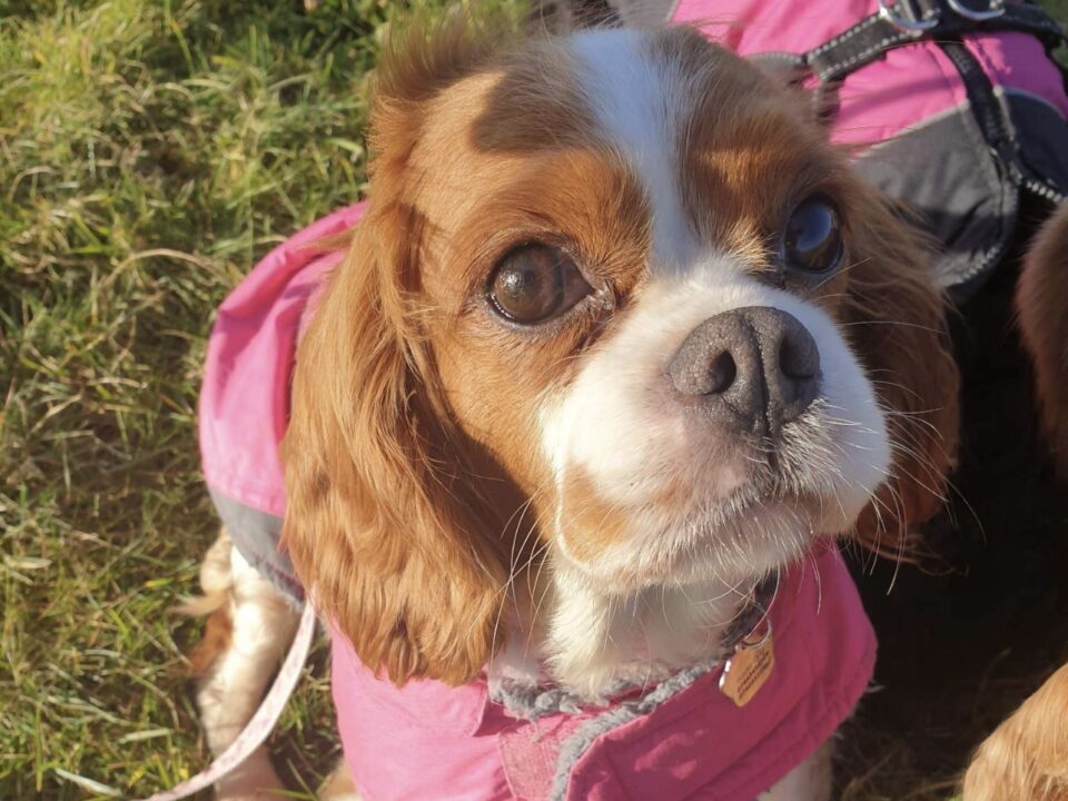 Molly Blenheim Cavalier King Charles Spaniel