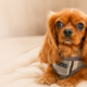 Rupert a ruby Cavalier king Charles Spaniel with dry eye