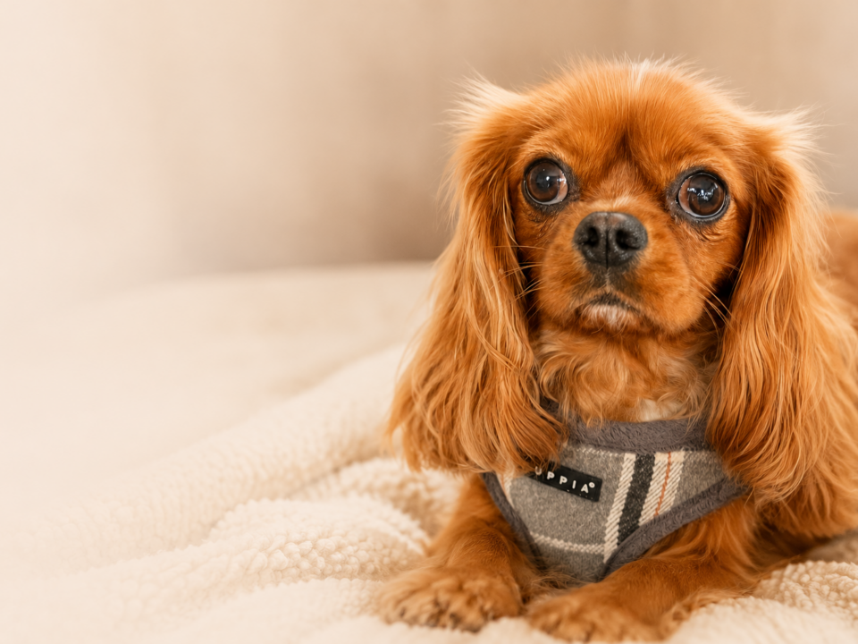 Rupert a ruby Cavalier king Charles Spaniel with dry eye